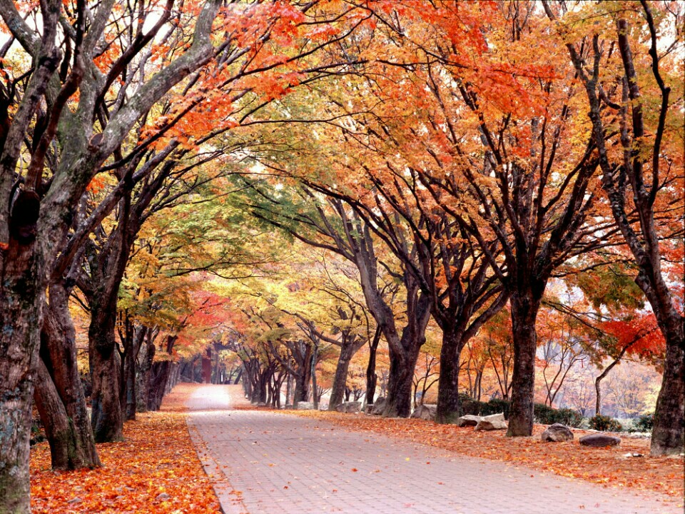 #1 KTX◈단풍순례◈ 별미기행 1박2일(내소사단풍*내장산단풍*선운사단풍*채석강해넘이)